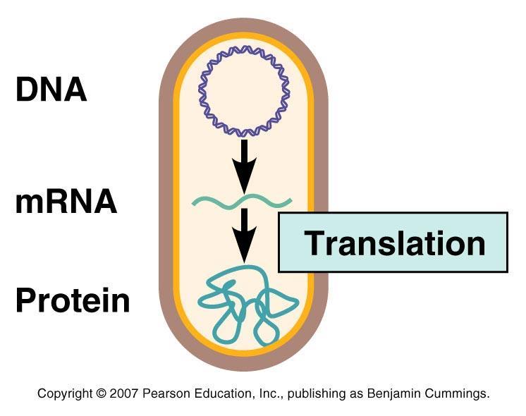 Gene Expression The expression of a gene into a protein occurs by: 1) Transcription of a gene into RNA produces an RNA copy of the coding region of a gene the RNA transcript may be the