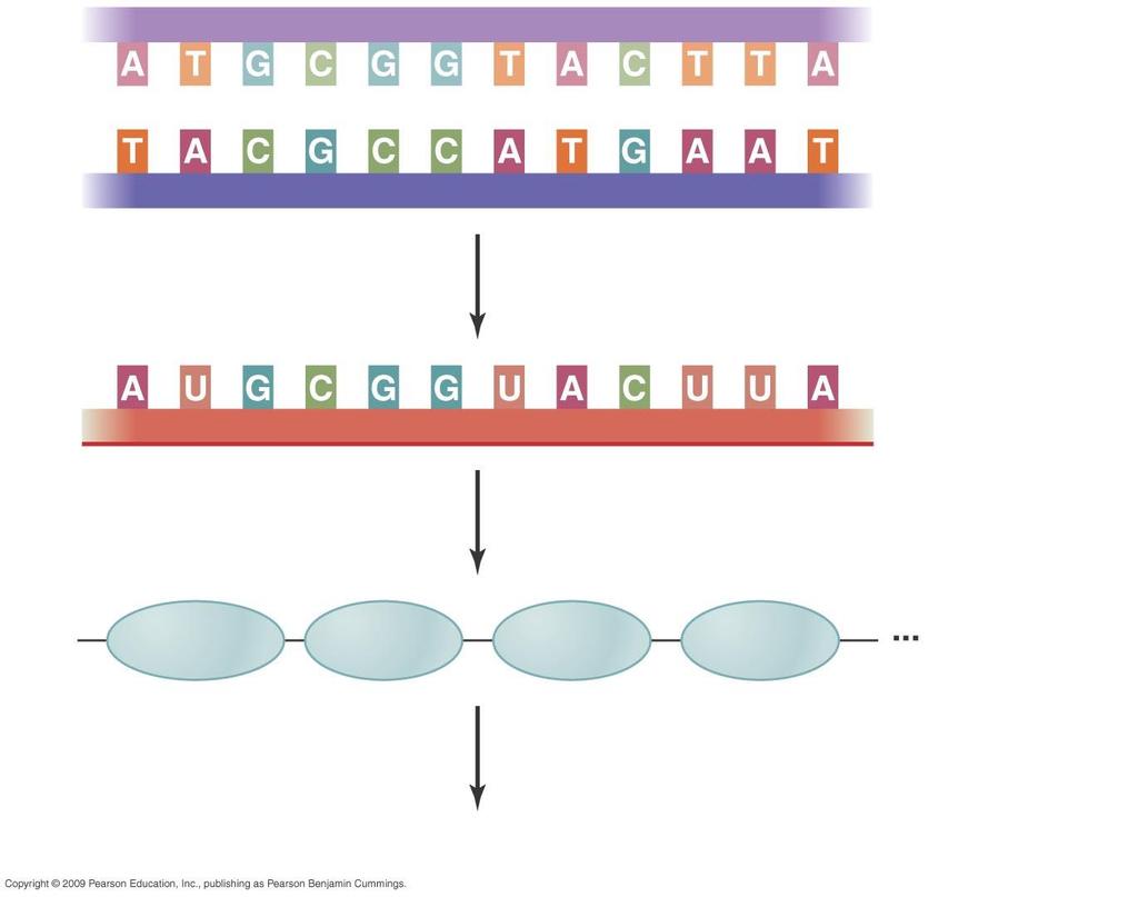 DNA (gene) TRANSCRIPTION mrna TRANSLATION (by ribosomes) NH 2