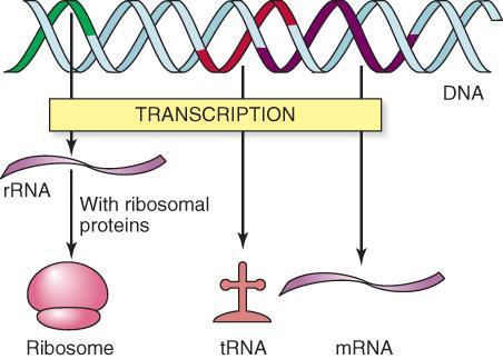Various Roles of RNA Transcripts 1) messenger RNA (mrna) RNA copy of a gene that encodes a polypeptide 2) ribosomal RNA (rrna) RNA that is a structural component
