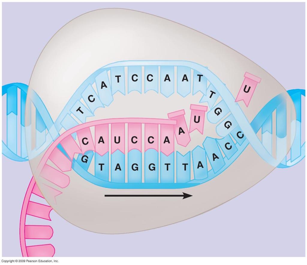 RNA polymerase RNA nucleotides Newly made RNA