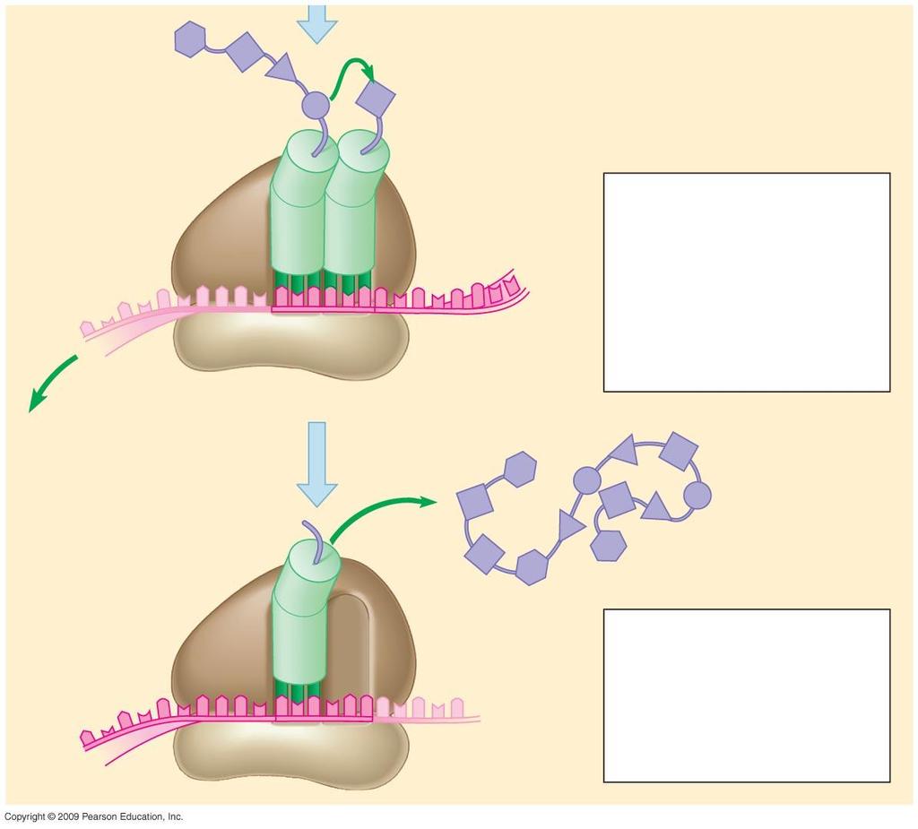 Growing polypeptide New peptide bond forming mrna Codons 4 Elongation A succession of trnas add their amino acids to the polypeptide chain as the mrna is moved