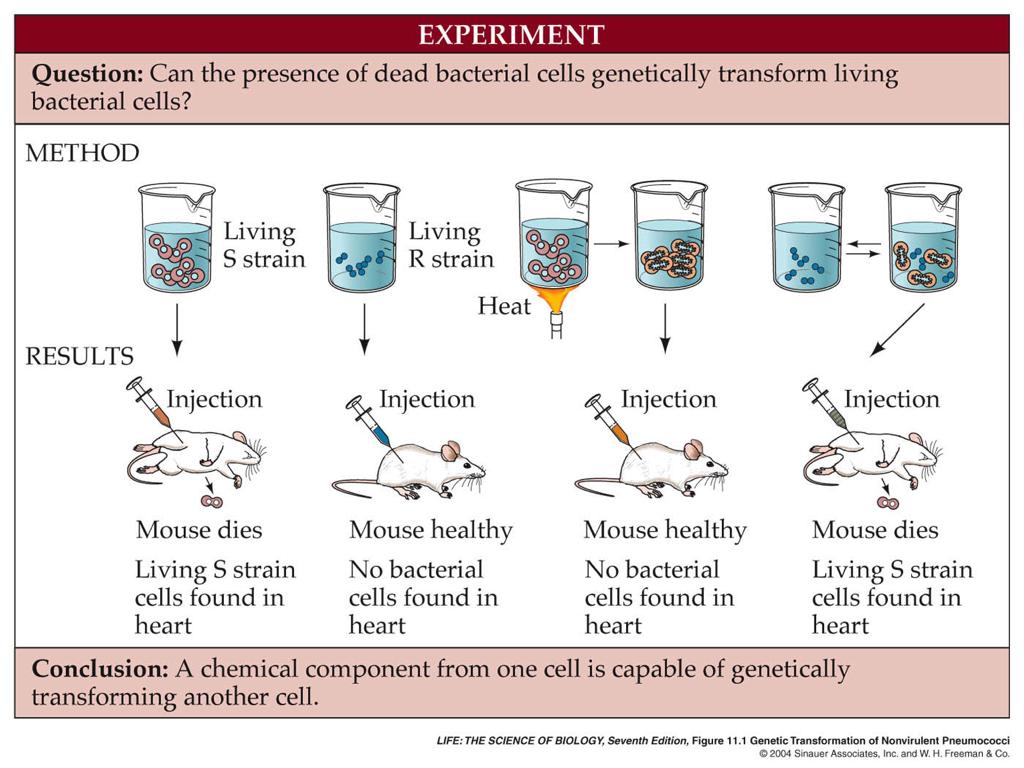 MOLECULAR BIOLOGY: RELICATION, TRANSCITION, AND TRANSLATION Honors Biology 0 IMORTANT EXERIMENTS Frederick Griffith Described a transforming factor that could be transferred into a bacterial cell