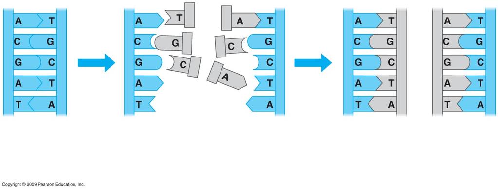 Nucleotides Both parental strands serve as templates Two identical daughter molecules of 7 RELICATION