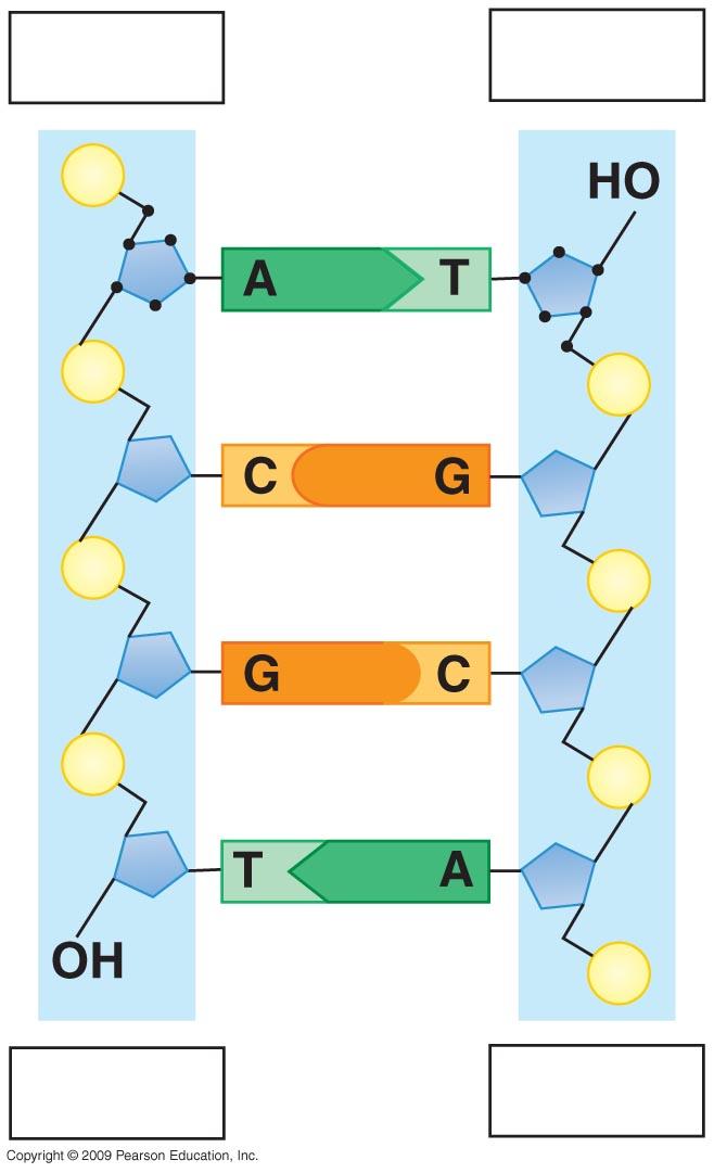 strand = continuous replication Bubble Lagging strand = segmented replication Two daughter molecules