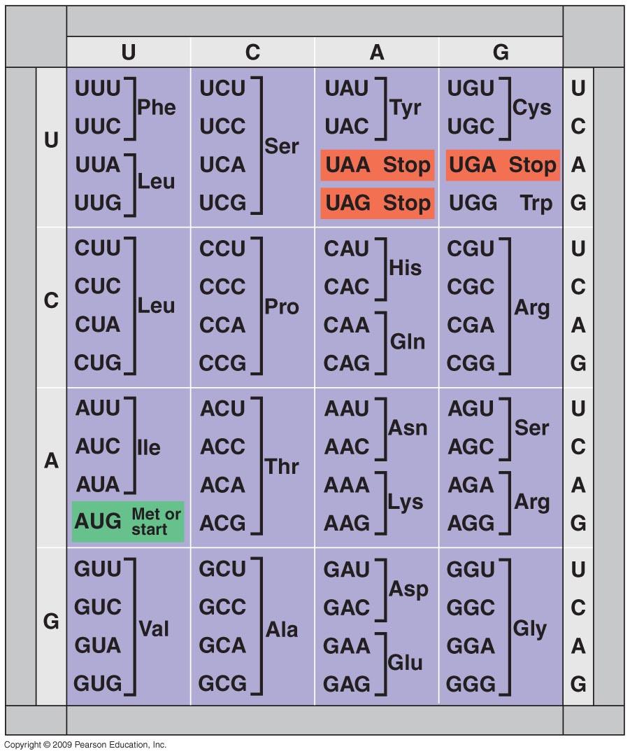 Codons - three nucleotide sequences that correspond to a particular amino acid GENETIC CODE Second base 6 codons code for an amino acid (more than one codon can code for