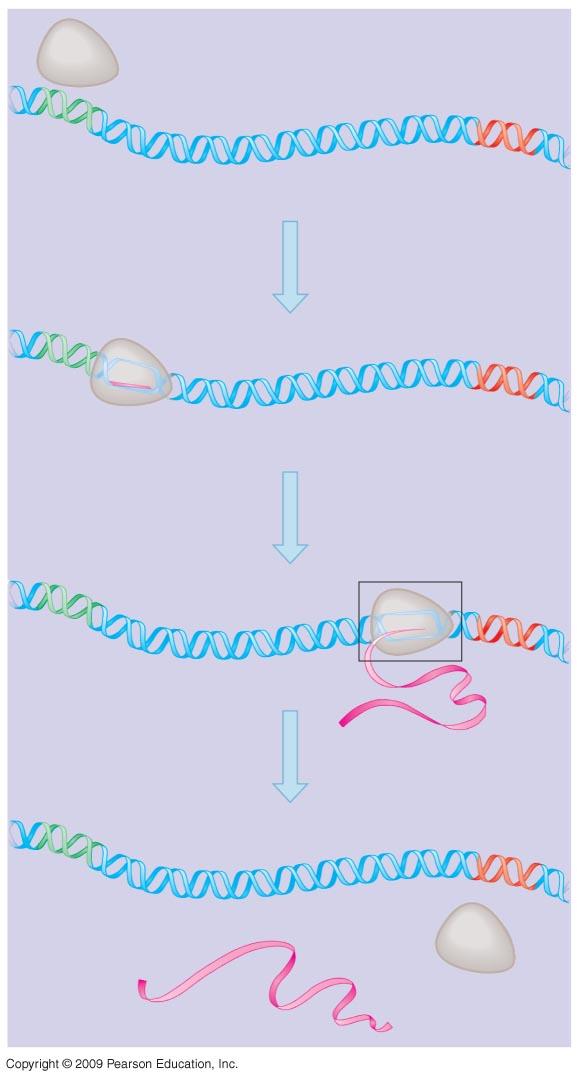 binds to a promoter to unwind the helix Elongation: nucleotides are added to the chain Termination: polymerase reaches a terminator sequence and detaches polymerase of