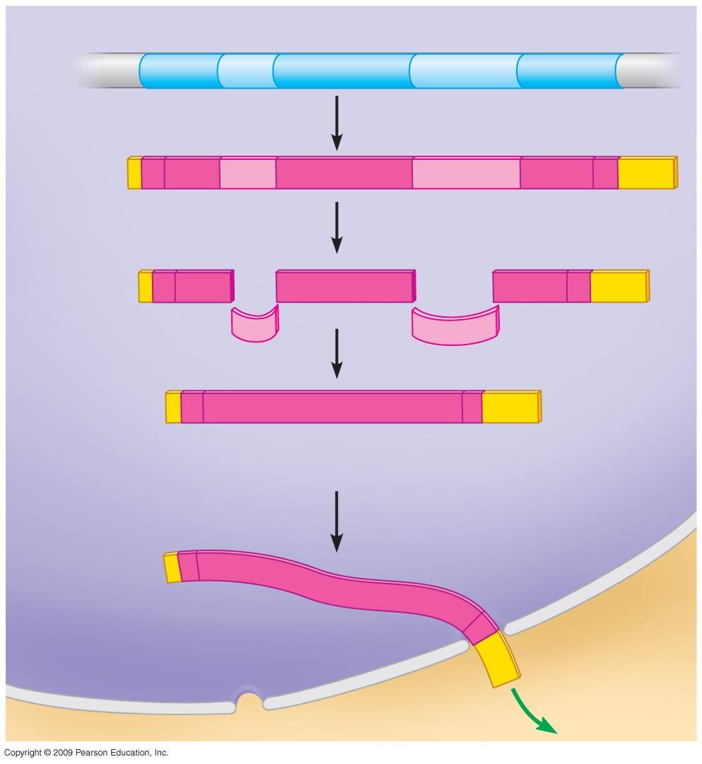 9A Elongation Growing Termination Completed polymerase ROCESSING Messenger () - contains codons for protein sequences Introns - interrupting segments Exons - coding