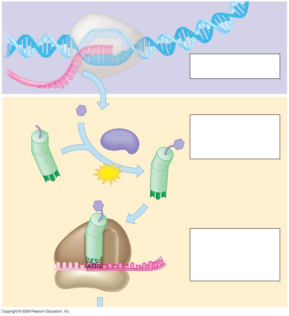 polymerase Translation Enzyme is transcribed from a template. Each amino acid attaches to its proper t with the help of a specific enzyme and AT.