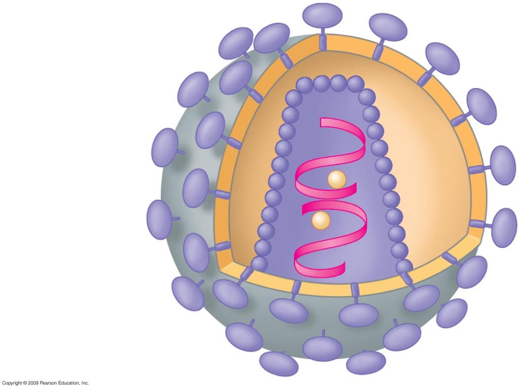 RETROVIRUSES HIV (human immunodeficiency virus) Envelope Glycoprotein rotein coat (two identical
