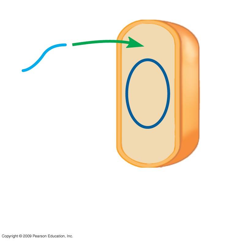 - uptake of from the environment Transduction - gene transfer through bacteriophages Fragment of