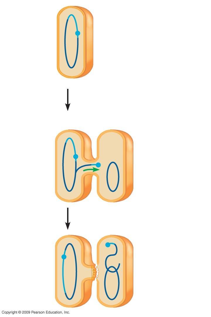 F factor (integrated) Male (donor) cell Origin of F replication Bacterial chromosome F factor starts