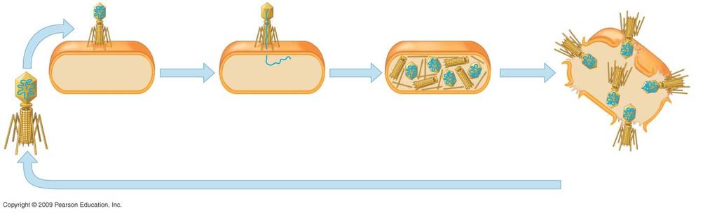 Phage attaches to bacterial cell. Phage injects DNA.