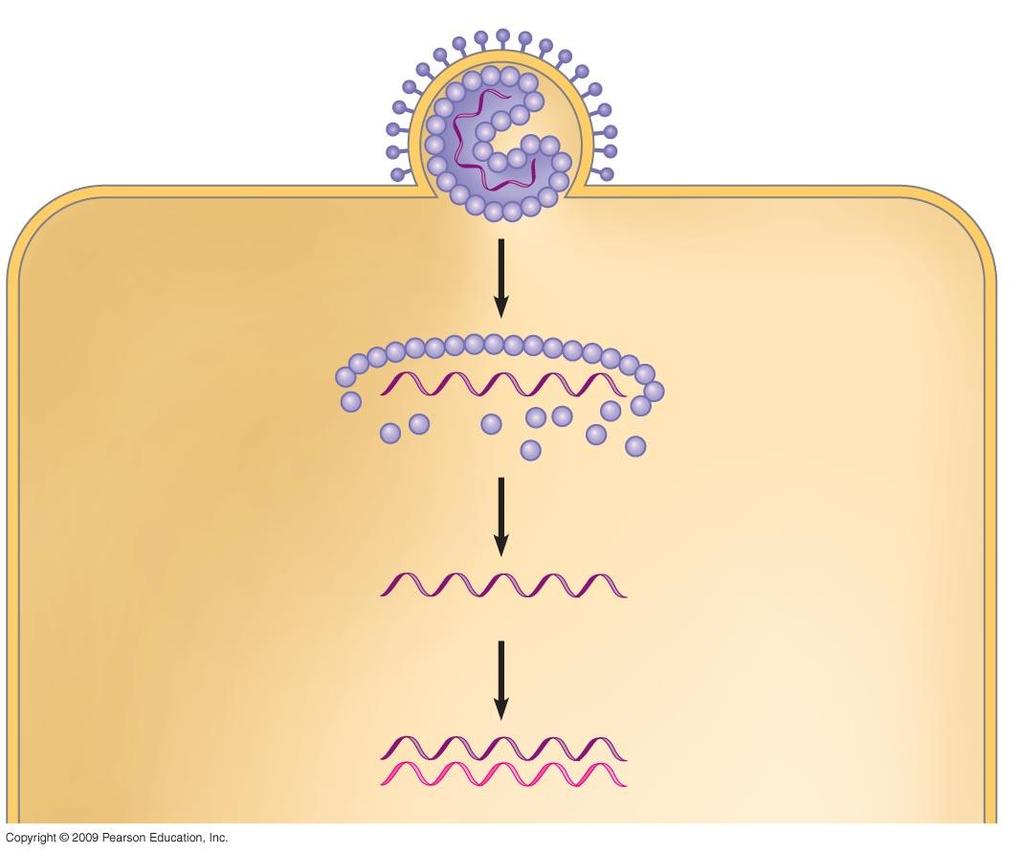 Viral RNA (genome) VIRUS Glycoprotein spike Protein coat Membranous envelope Plasma