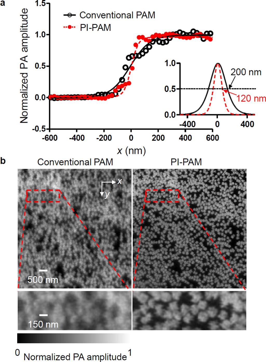 Yao et al. Page 9 Fig. 2. Lateral resolution enhancement by PI-PAM. (a) Edge spread function of conventional PAM and PI-PAM, using a sharp blade edge coated with hemoglobin.