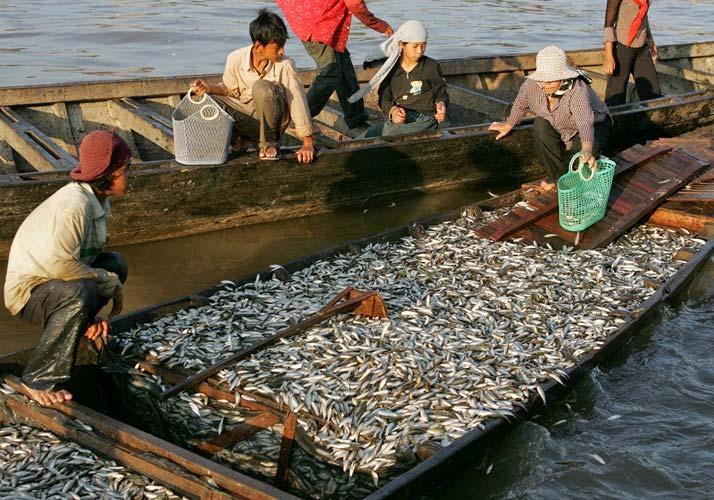Mekong fisheries are valuable Economic value Estimated at US$