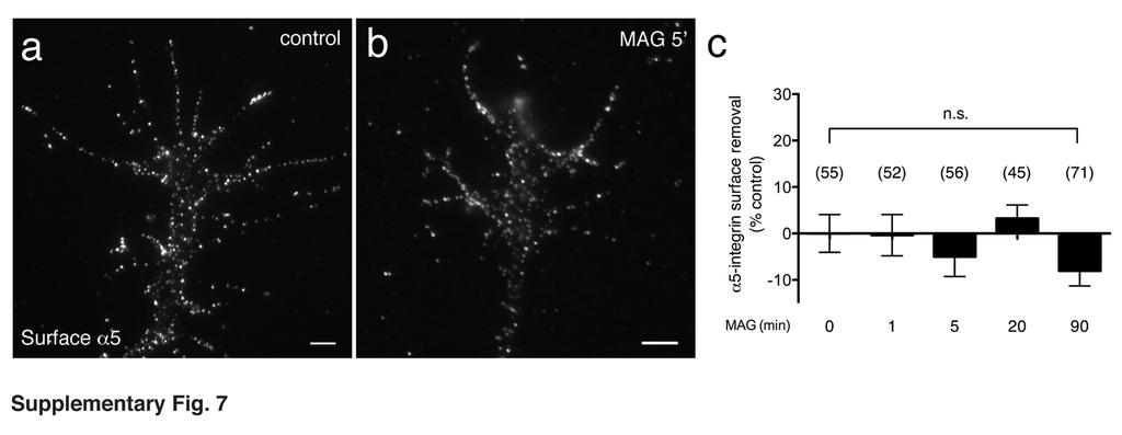 Supplementary Figure 7. α5-integrin surface levels are unaffected by MAG.