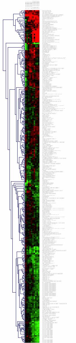Temporal profiling of gene expression during the ABE fermentation by C.