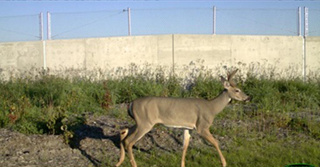 Initial results are positive as a variety of mammals are using the overpass and underpass, and being diverted from the highway by the mitigation features.