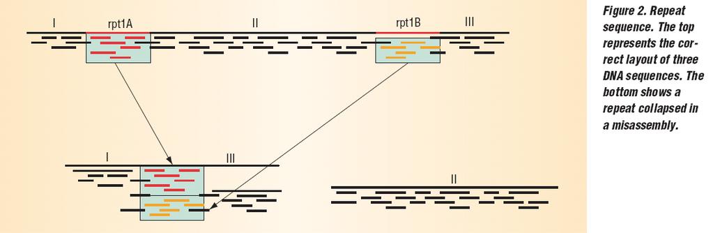 Repeats in DNA and genome assembly Two instances