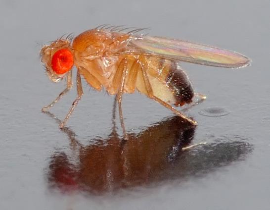 First whole-genome shotgun sequencing project: Drosophila melanogaster p Fruit fly is a common model organism in biological studies p Whole-genome assembly