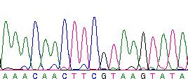 Determining the sequence p Sequences are sorted according to length by capillary electrophoresis p Fluorescent signals corresponding to labels are