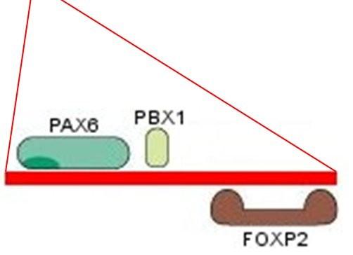 factor (TF) proteins RNA polymerase II Primary mechanism: TFs link to BSs Complex of