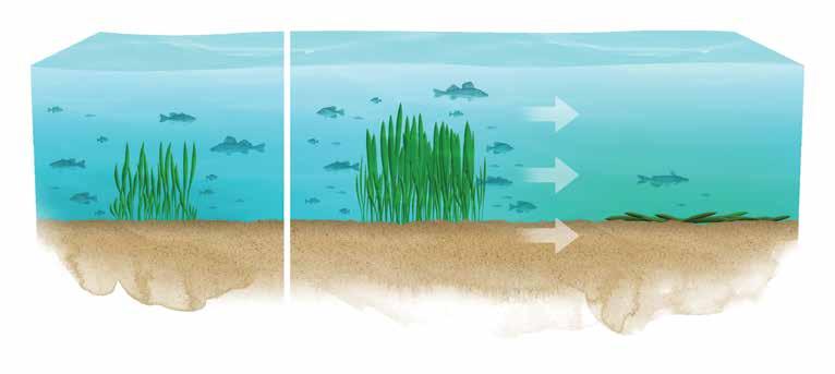 Fish and other organisms require enough oxygen to survive, but high levels of dissolved oxygen can indicate an overabundance of actively growing plants and algae.