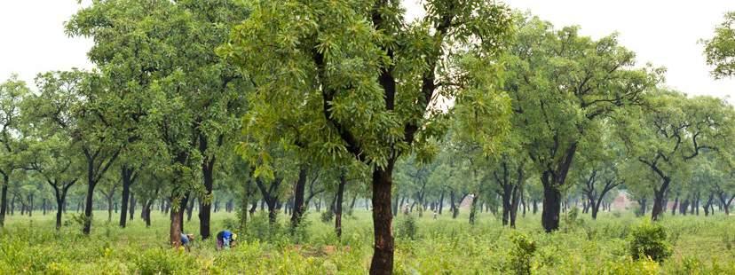 strategy and work streams to be implemented through the sustainability program Mission and Work Streams The GSA will significantly and measurably improve shea tree populations and productivity while
