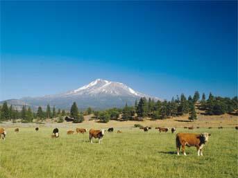 UNIVERSITY OF CALIFORNIA COOPERATIVE EXTENSION PA-IR-08 2008 SAMPLE COSTS TO ESTABLISH AND PRODUCE PASTURE IN THE INTERMOUNTAIN REGION SHASTA, LASSEN, AND MODOC COUNTIES Prepared by: David F.