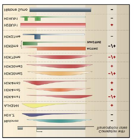 Histone Modifications in Relation to Gene