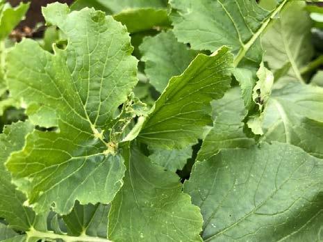 Webworm leaf tip damage and symptoms on daikon Feeding damage and frass The objectives of the field trial were to: 1) control the cabbage webworm (Hellula undalis) on daikon radish using organic