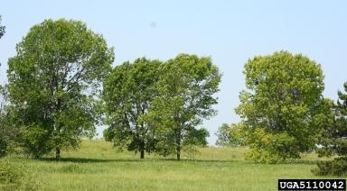 Manchurian ash and cultivars of green, black and Manchurian ash have been planted in many communities that are also vulnerable to EAB.