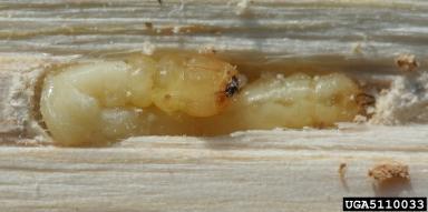 The larvae are approximately 1 mm in diameter and 26 to 32 mm long, and are a