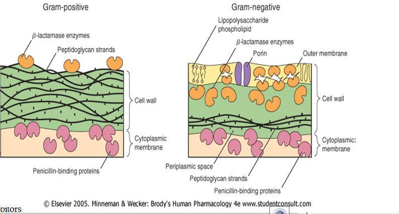 Comparison of the Cell Envelopes of Gram- Positive and Gram-Negative Bacteria Gram-positive b-lactamase Peptidoglycan Gram-negative Lipopolysaccharide Phospholipid b-lactamase
