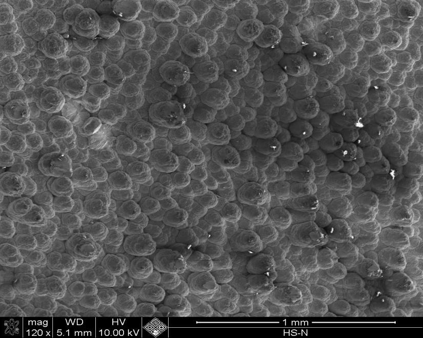 SEM image surface view of the