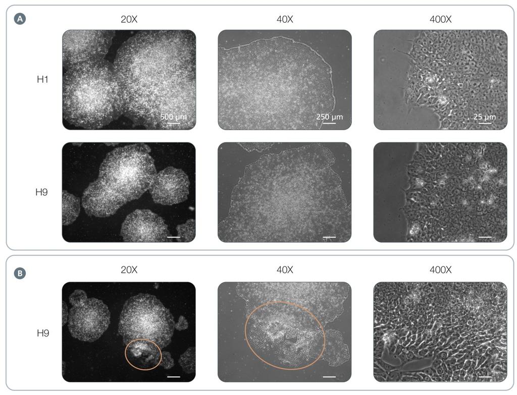 5 Figure 2. Morphology of Human ES Cells Cultured on Corning Matrigel Matrix in TeSR 2 Medium.
