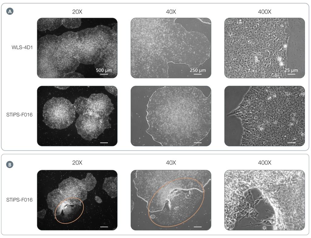 7 Figure 4. Morphology of Human ips Cells Cultured on Corning Matrigel Matrix in TeSR 2 Medium. (A) Undifferentiated human ips cells (WLS-4D1 and STiPS-F016) at the optimal time of passaging.