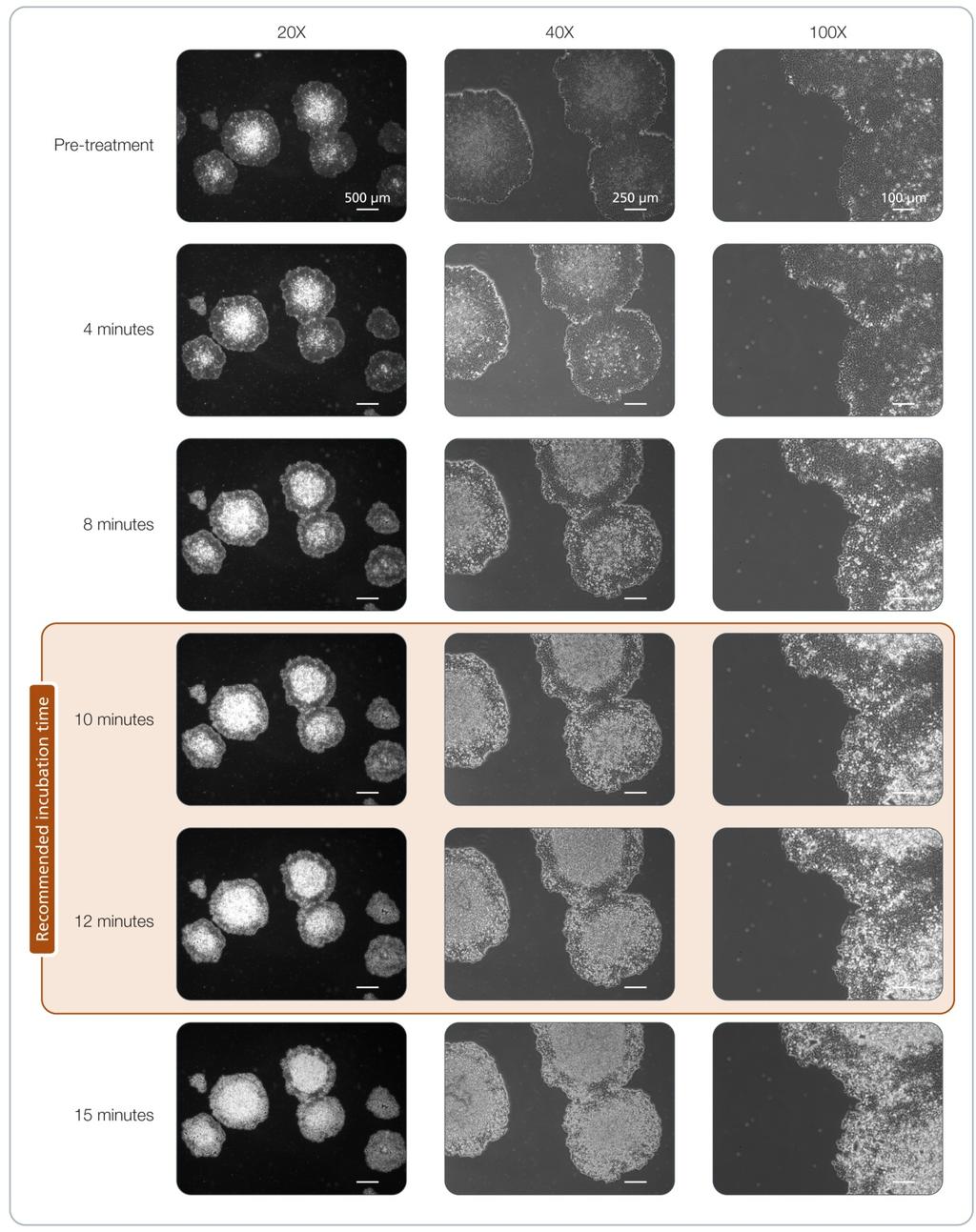 23 Figure 10. Effect of Gentle Cell Dissociation Reagent on Human ES Cells Cultured on Vitronectin XF Matrix in TeSR 2 Medium.