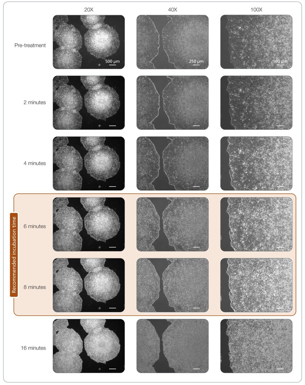 24 Figure 11. Effect of Gentle Cell Dissociation Reagent on Human ips Cells Cultured on Corning Matrigel Matrix in TeSR 2 Medium.
