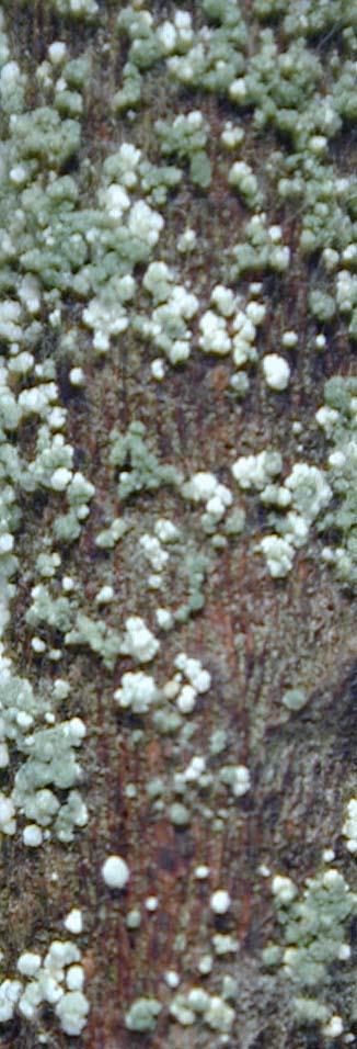 Parasitism Trichoderma stromaticum Commercially used in