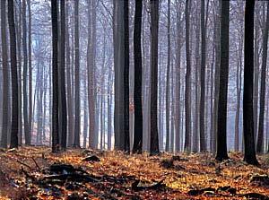 Focusing on hard wood (Beech and Poplar) 30 % of the forestry land in Germany is cultivated with beech The annual potential of beech wood is about 12 Mio t dm (timber use classes: Bark L2) There is
