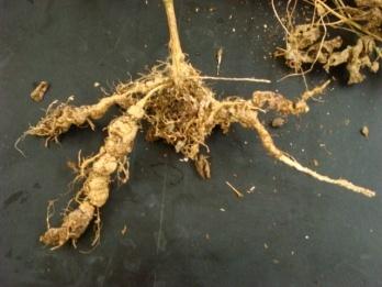Plant-parasitic Nematodes in Winter Gourd Roots (8/13/09) Numbers of nematode / 50 g roots 70000 60000 50000 40000 30000 20000 10000 0
