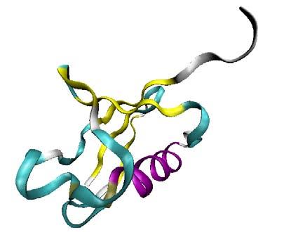 Molecular Dynamics of Proteins Ubiquitin Myoglobin