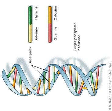 Draw this DNA