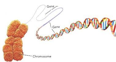 Chromosomes, DNA and