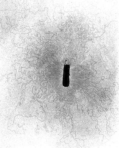 9. Lenght of a DNA molecule The single chromosome of Escherichia coli is about 1.3 mm of DNA.