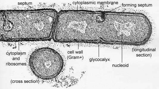 10. The nucleoid The nucleoid is one long, single molecule of double stranded, helical, supercoiled