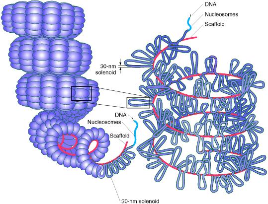 14. Compacting DNA into eukaryotic chromosomes Stuffing the long strands of chromosomal DNA into a eukaryotic nucleus requires that the DNA be compacted in length approximately 10,000 to 50,000 -fold.