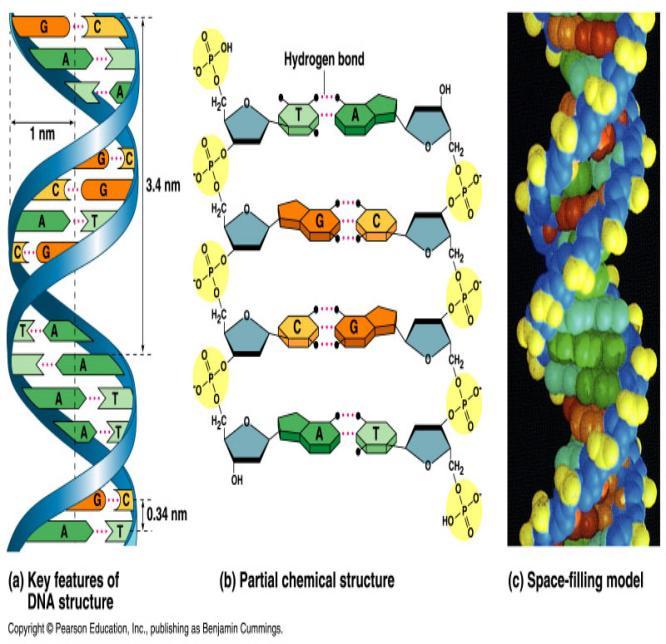 DNA is composed of two side-by-side chains ("strands") of nucleotides twisted into the shape of a double helix.