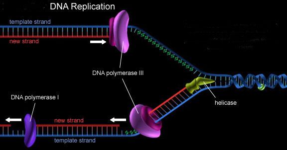 How Replication Occurs DNA replication is carried out by helicase enzymes that unzip a molecule